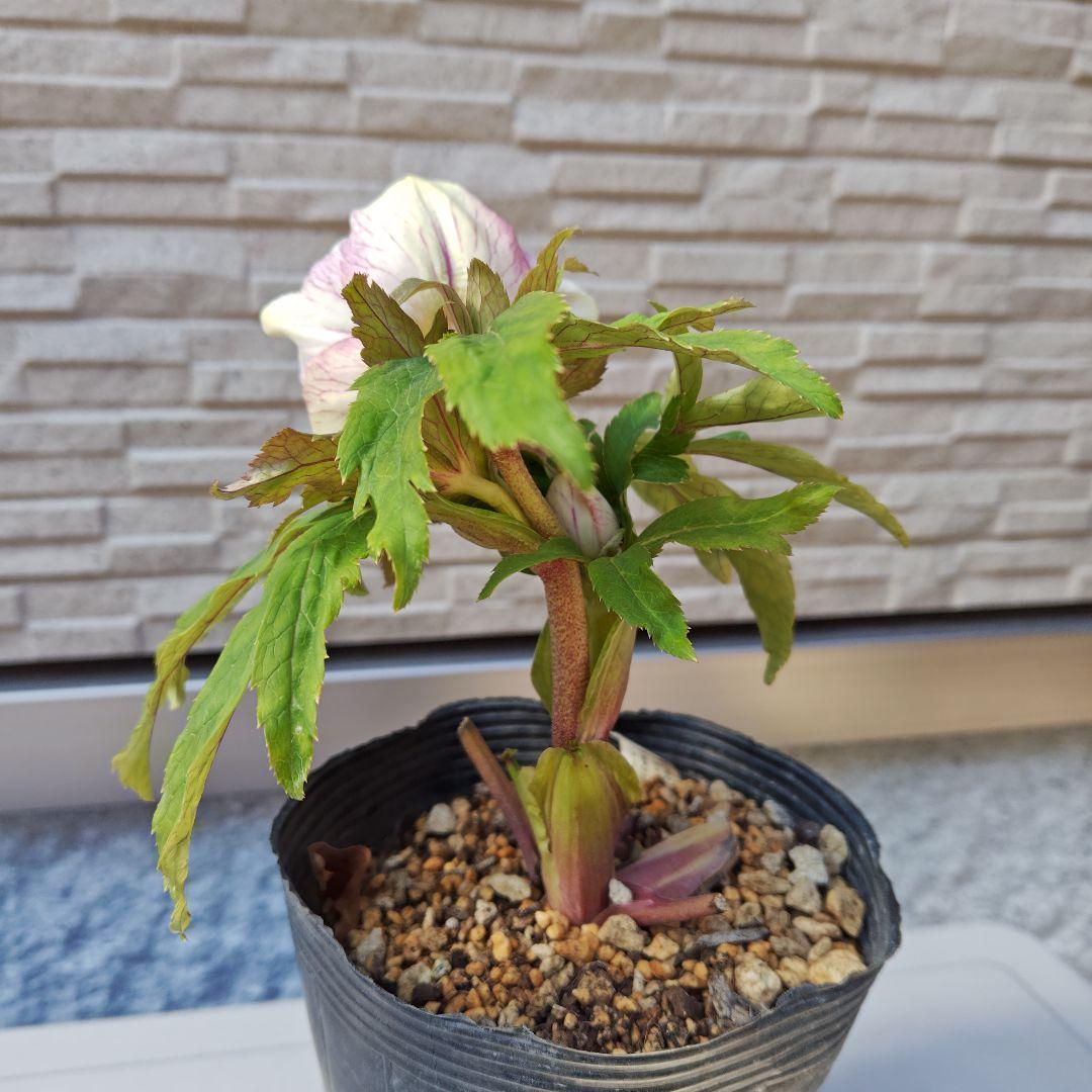 花*菜様 クリスマスローズ 加藤農園 ddピンクミストフラッシュ