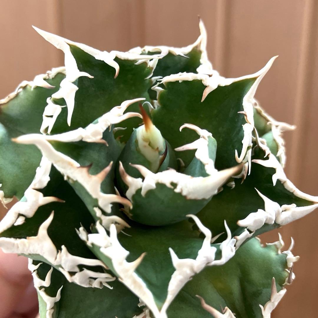 H*C様 【オークション】⑧選抜　太棘　美株　アガべ　チタノタ　白豪刺　TC