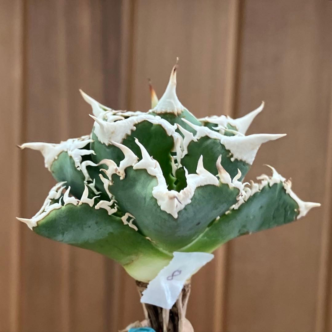 H*C様 【オークション】⑧選抜　太棘　美株　アガべ　チタノタ　白豪刺　TC