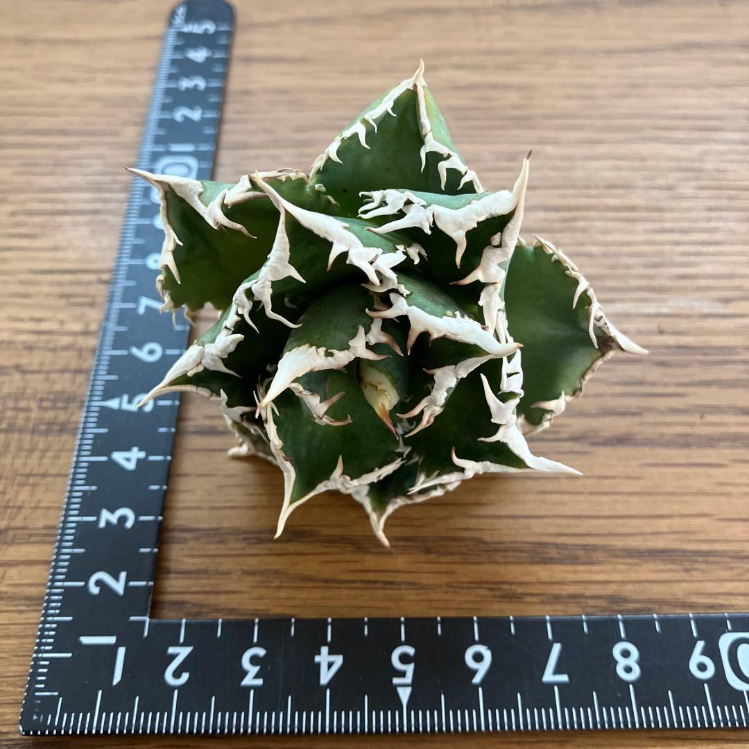 H*C様 【オークション】⑧選抜　太棘　美株　アガべ　チタノタ　白豪刺　TC