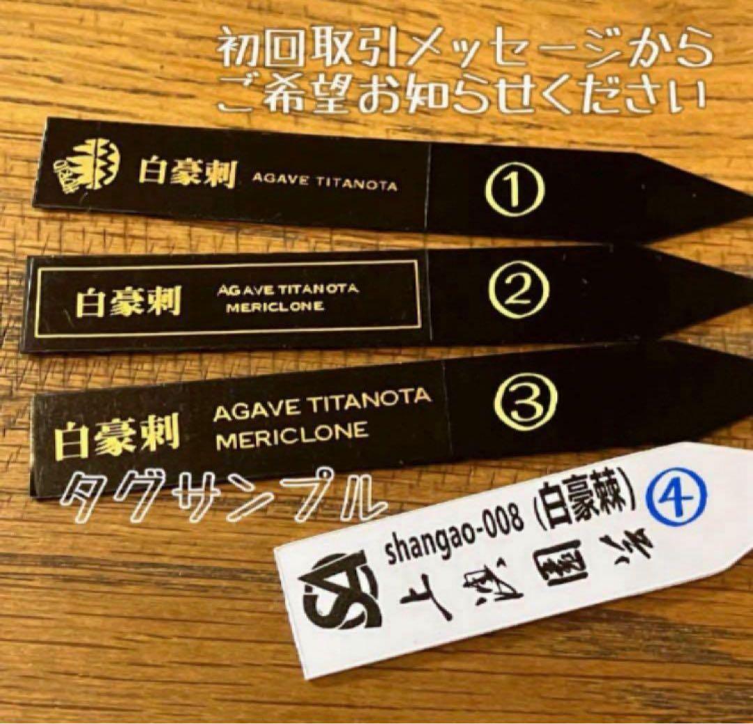 H*C様 【オークション】⑧選抜　太棘　美株　アガべ　チタノタ　白豪刺　TC