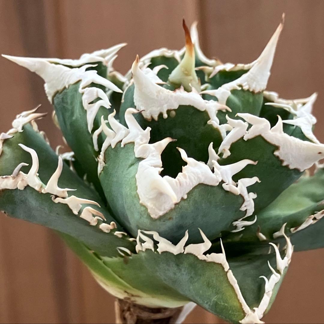 H*C様 【オークション】⑧選抜　太棘　美株　アガべ　チタノタ　白豪刺　TC