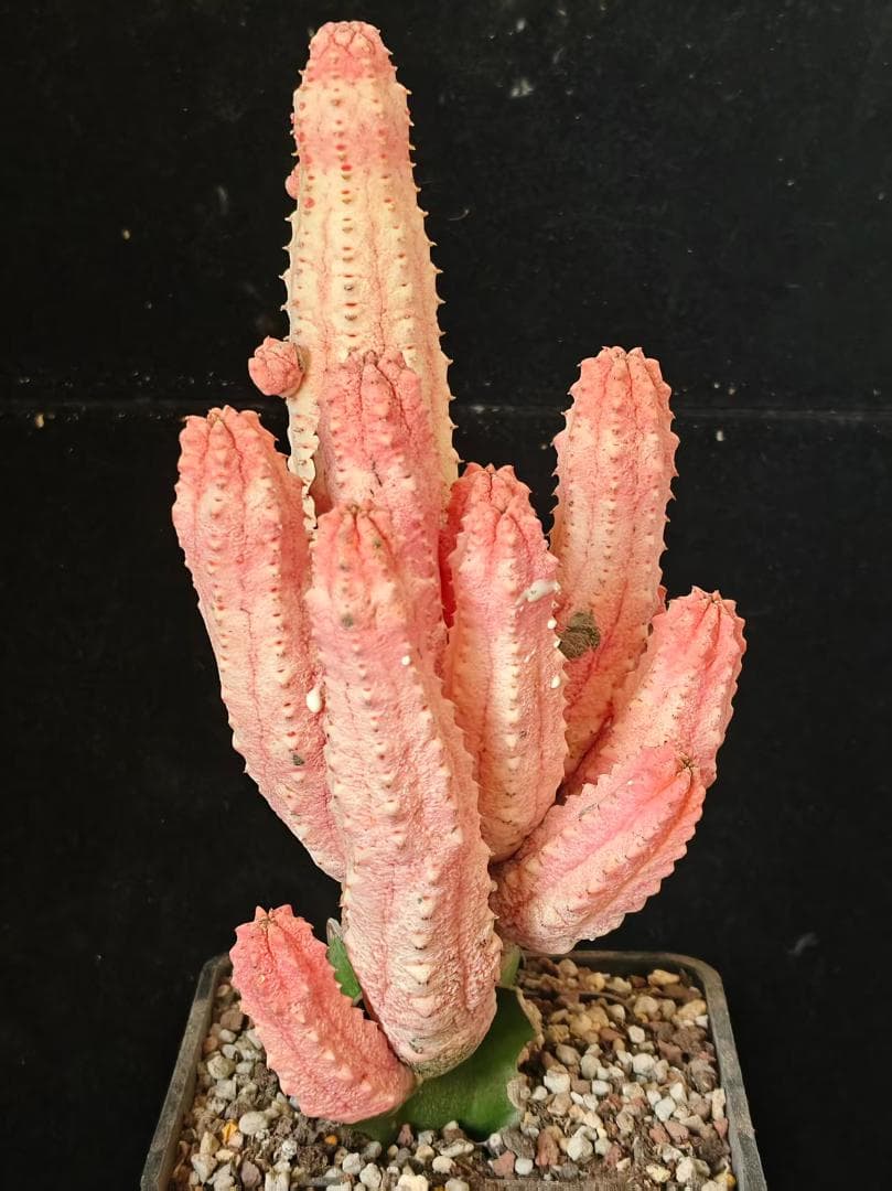 空*豆様 ユーフォルビア アブデルクリ 'Damask' 多肉植物 サボテン 希