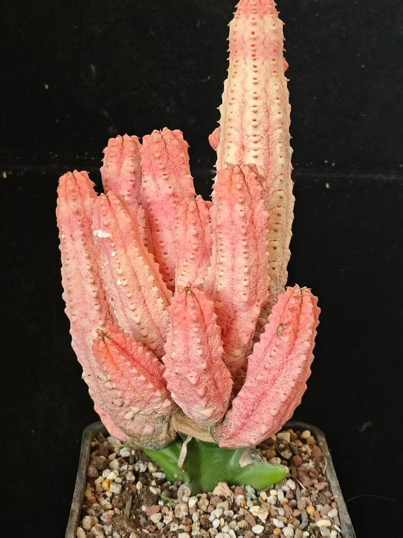 空*豆様 ユーフォルビア アブデルクリ 'Damask' 多肉植物 サボテン 希