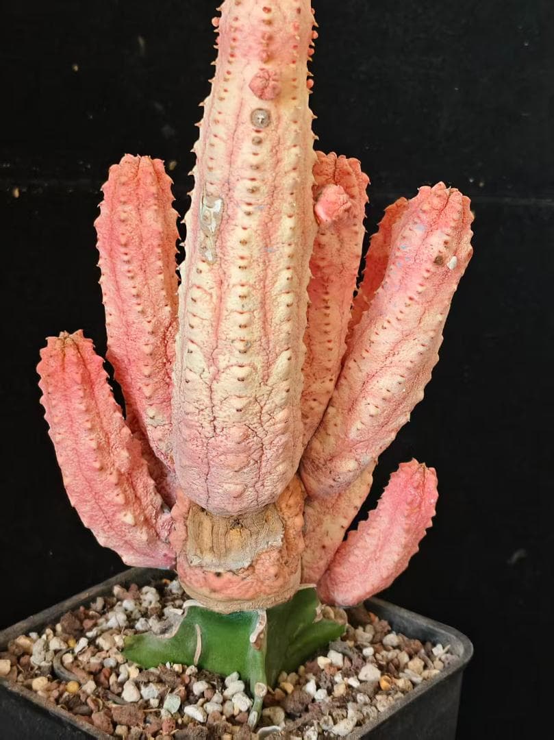 空*豆様 ユーフォルビア アブデルクリ 'Damask' 多肉植物 サボテン 希