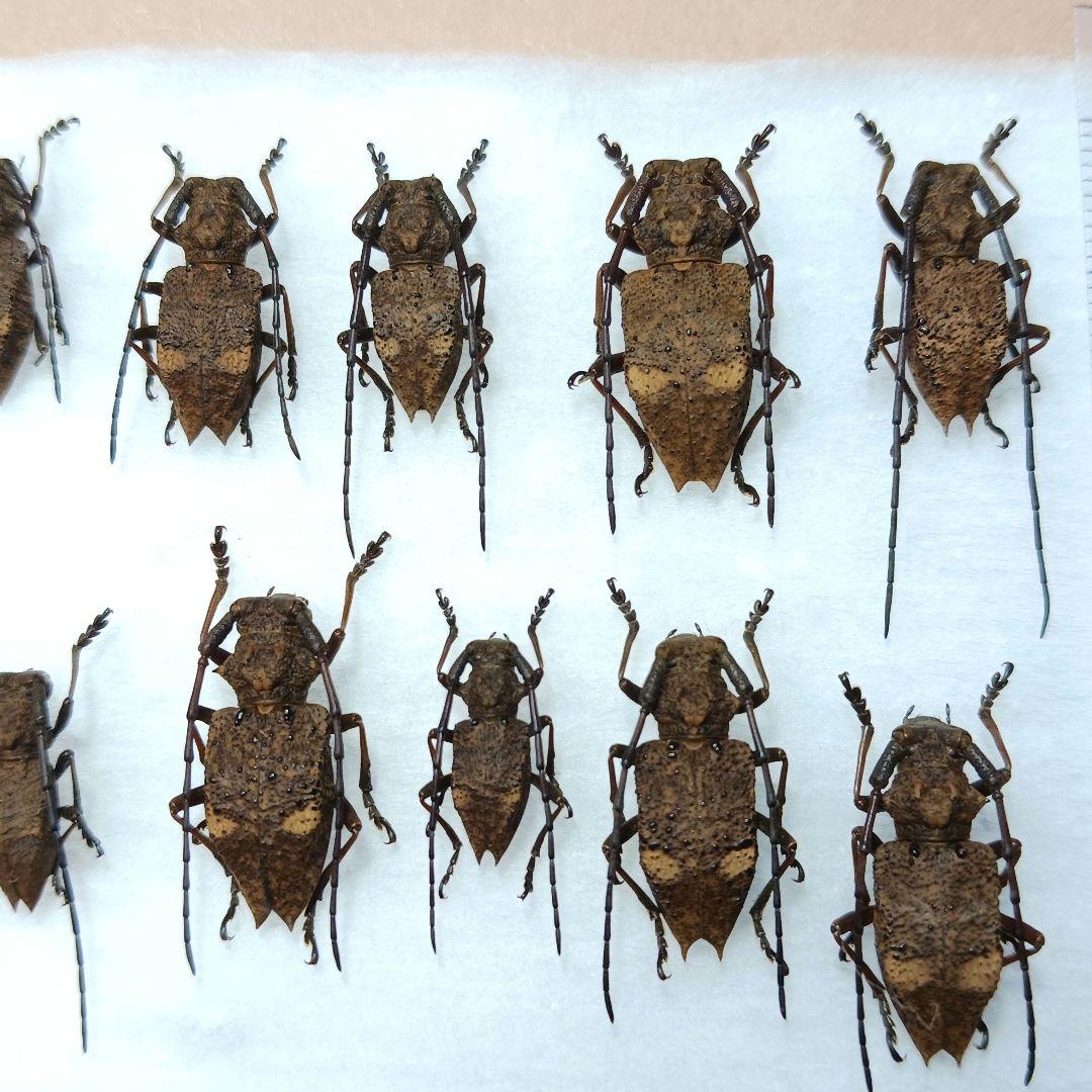 フジータニグチ　ハイブリッドポイント産　7♂7♀