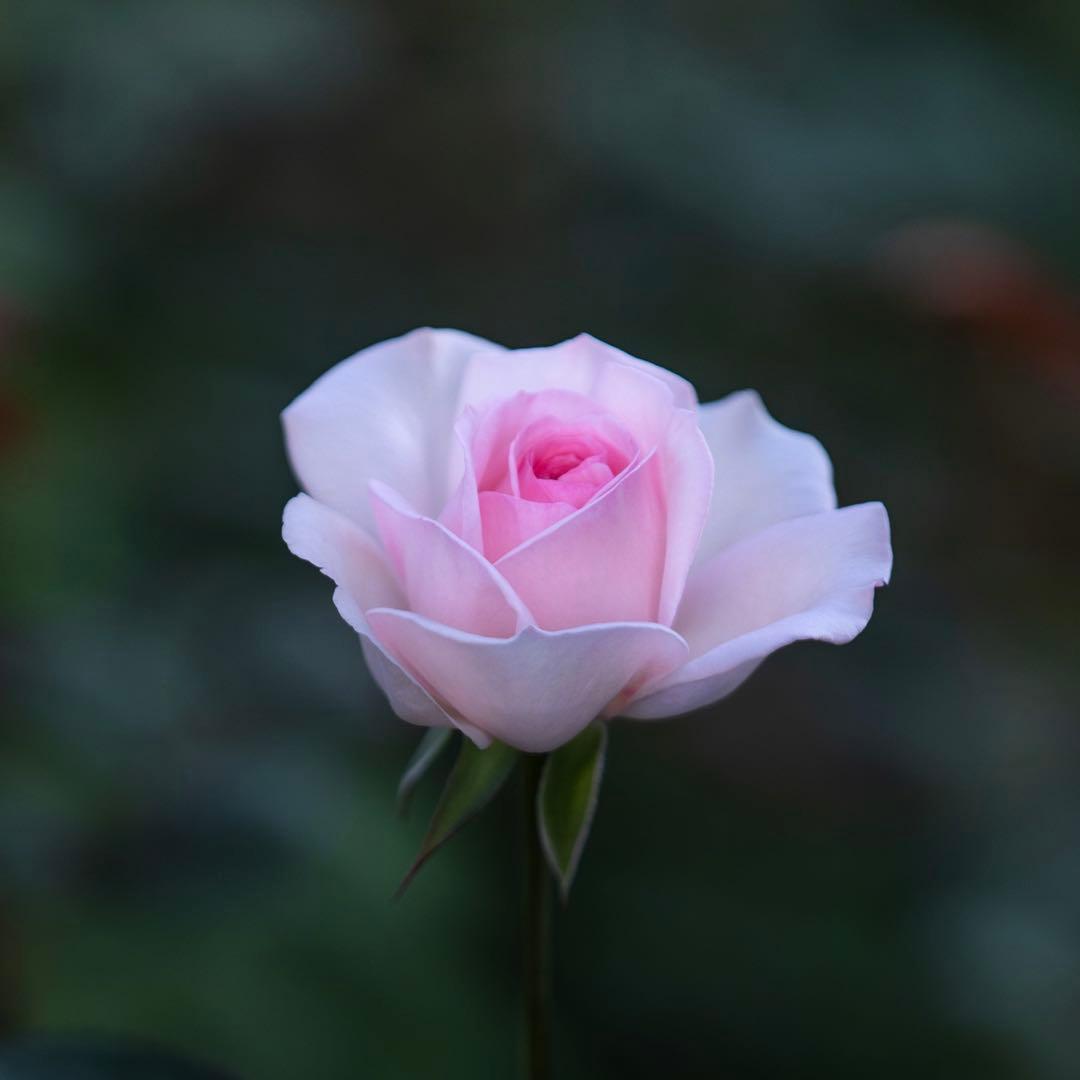 勇気凛々　50本　アレンジ(散らし) 追加ラッピング