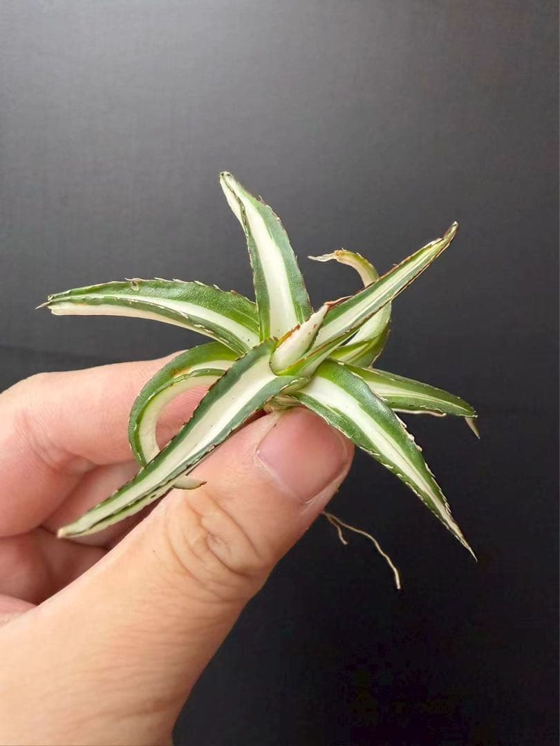 猫*け様 44多肉植物アガベ 笹の雪丸叶氷山 変異錦 白中斑 鲜明錦 極上美株