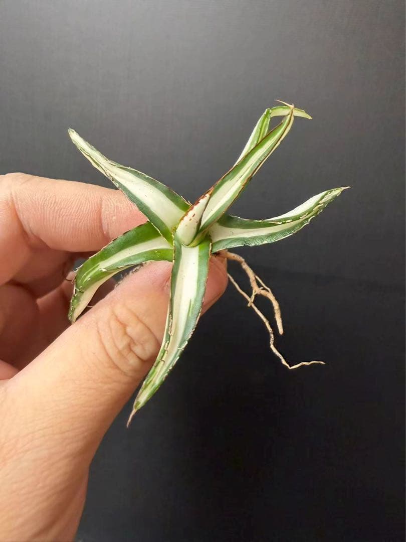 猫*け様 44多肉植物アガベ 笹の雪丸叶氷山 変異錦 白中斑 鲜明錦 極上美株