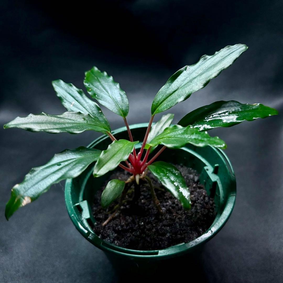 ホマロメナ sp.若蝦手　正規タグ付き