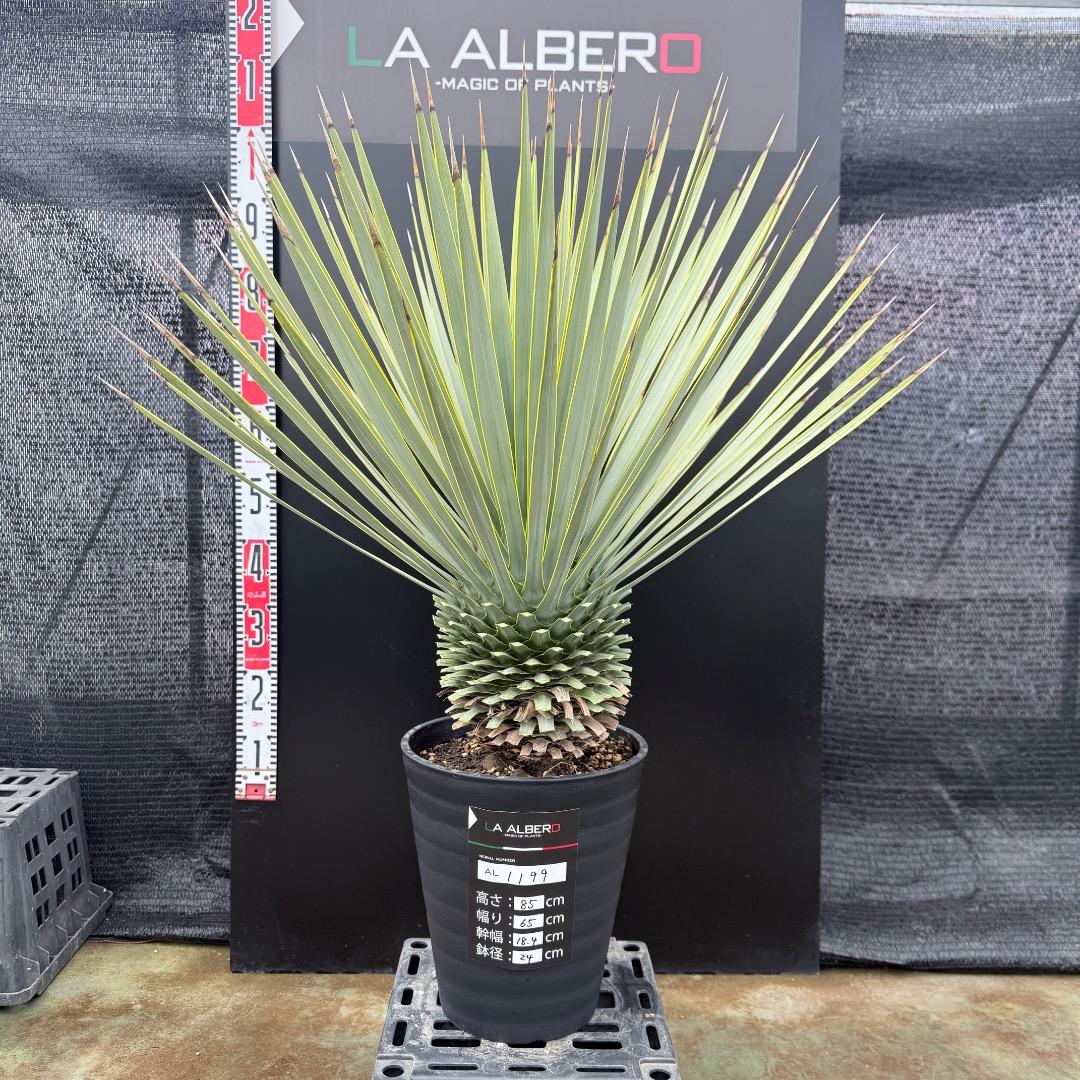 【AL1199】ユッカ　ロストラータ