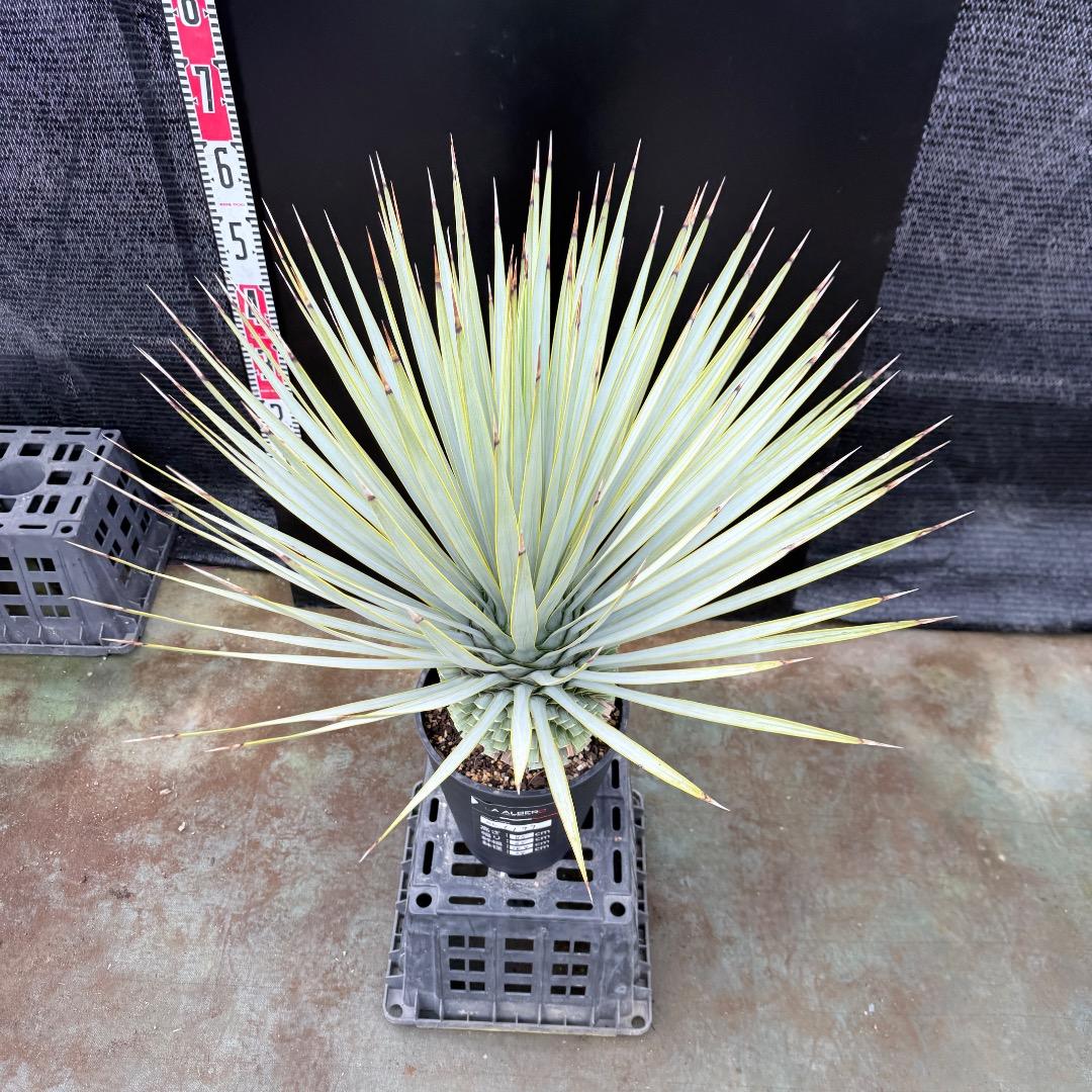 【AL1199】ユッカ　ロストラータ