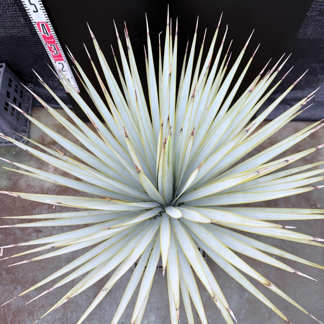 【AL1199】ユッカ　ロストラータ