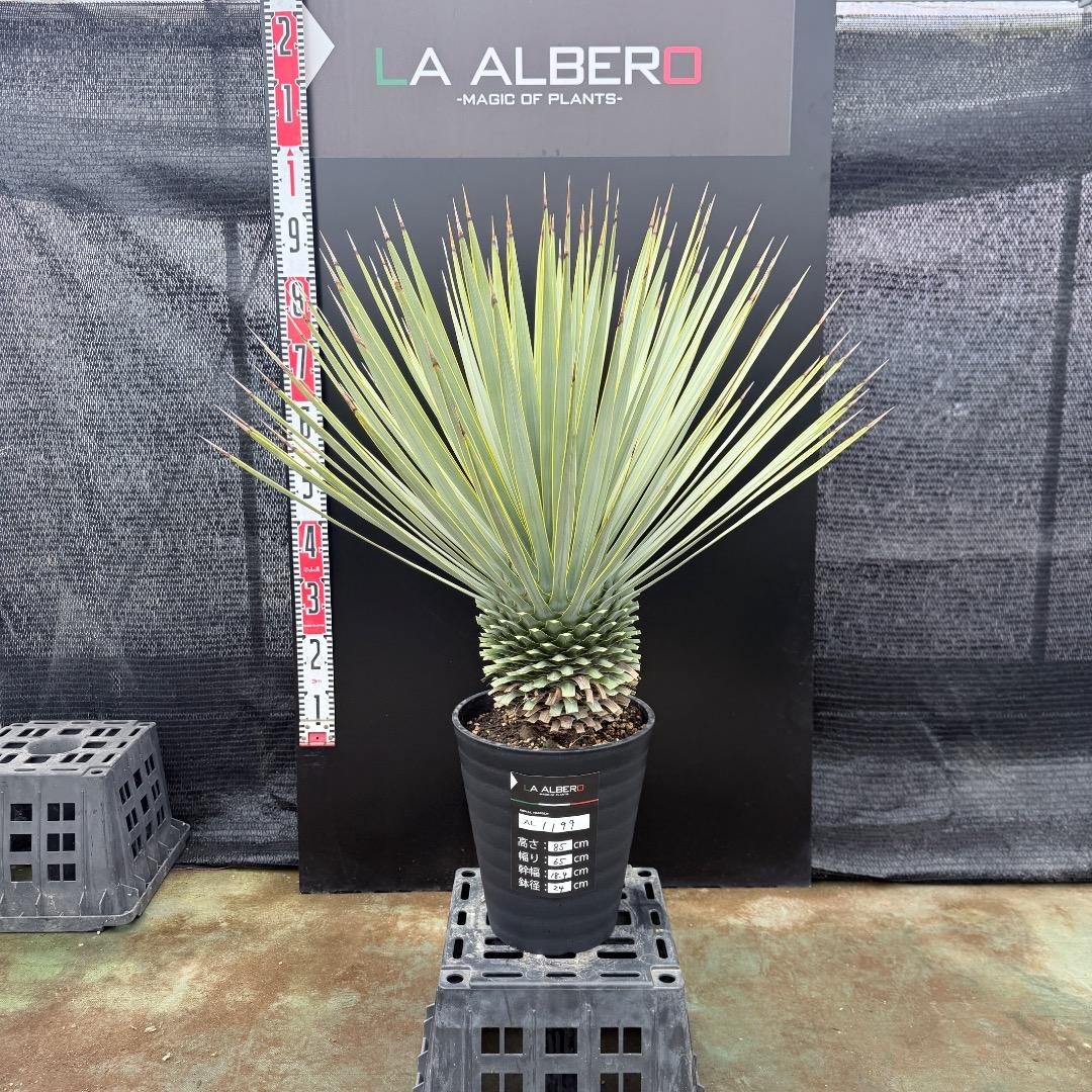 【AL1199】ユッカ　ロストラータ