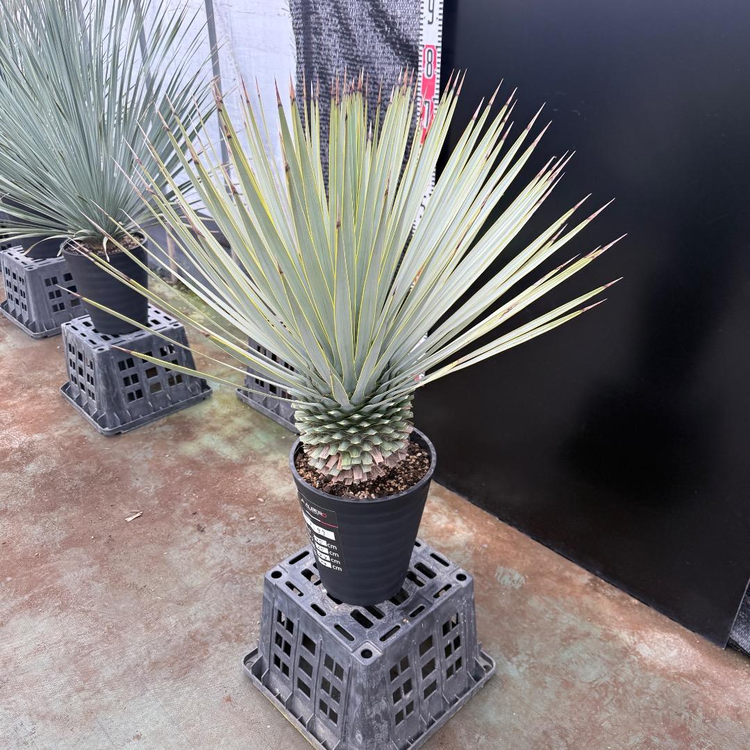 【AL1199】ユッカ　ロストラータ