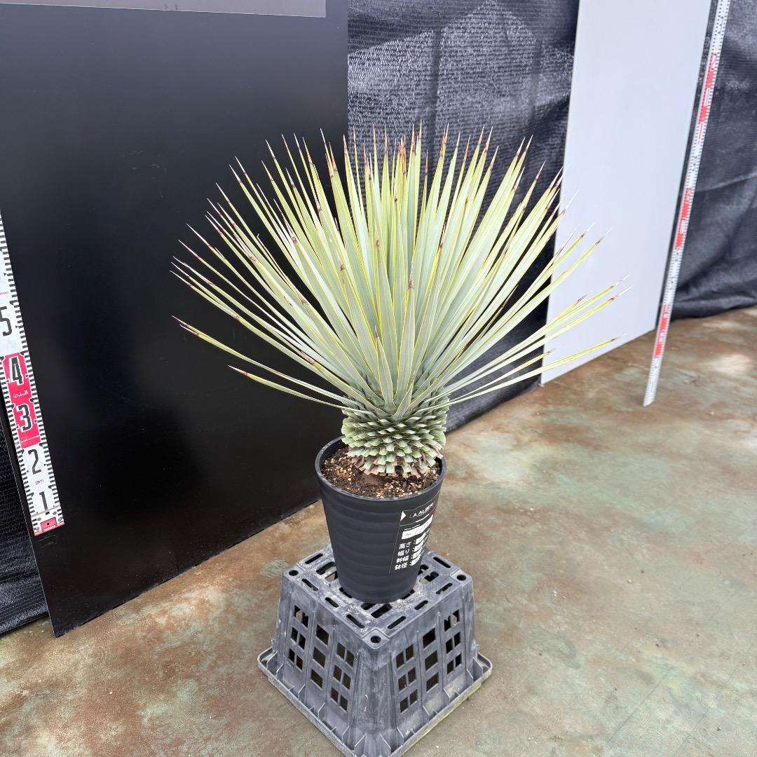 【AL1199】ユッカ　ロストラータ