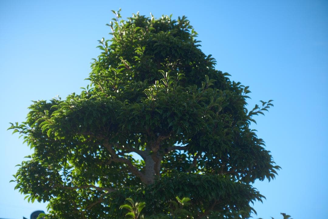 LEICA SUMMARIT 50mm F1.5 L39スクリュー