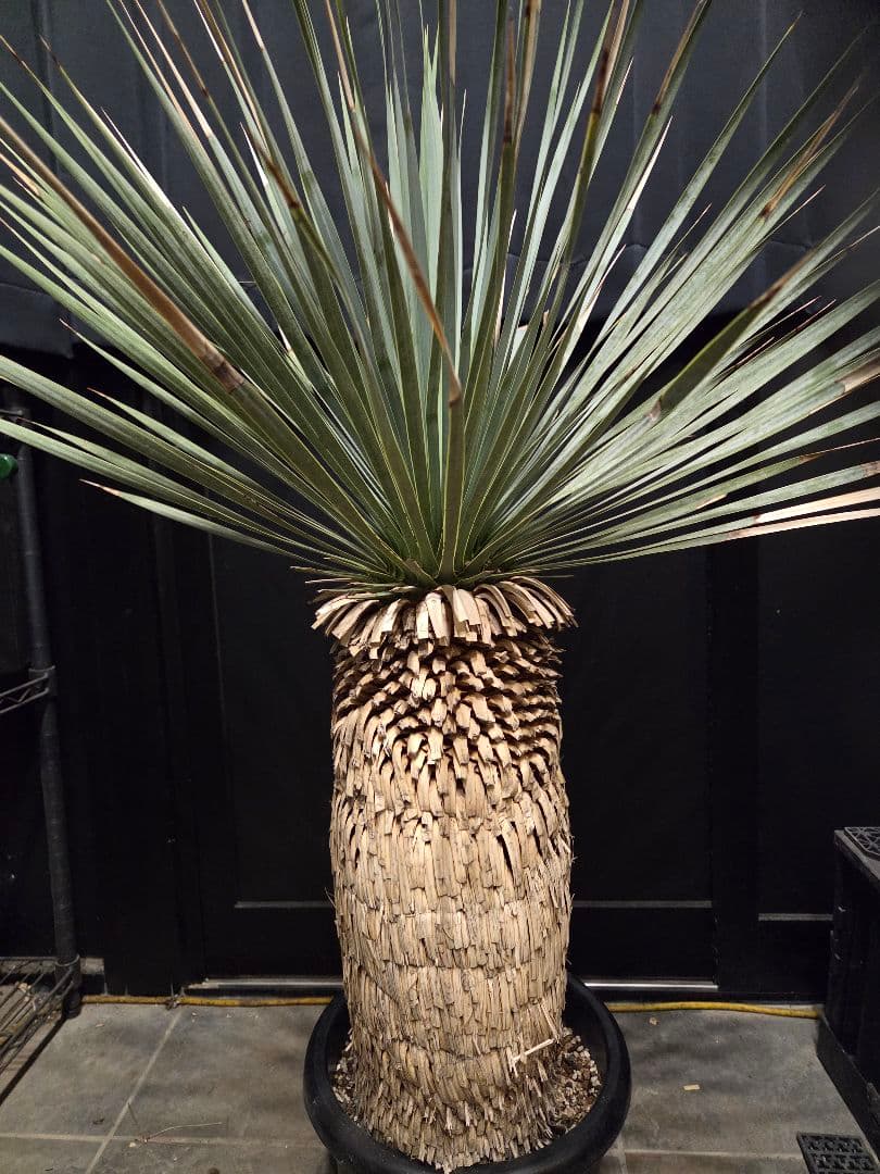 専用出品 特割 ユッカロストラータ 太株 (み)