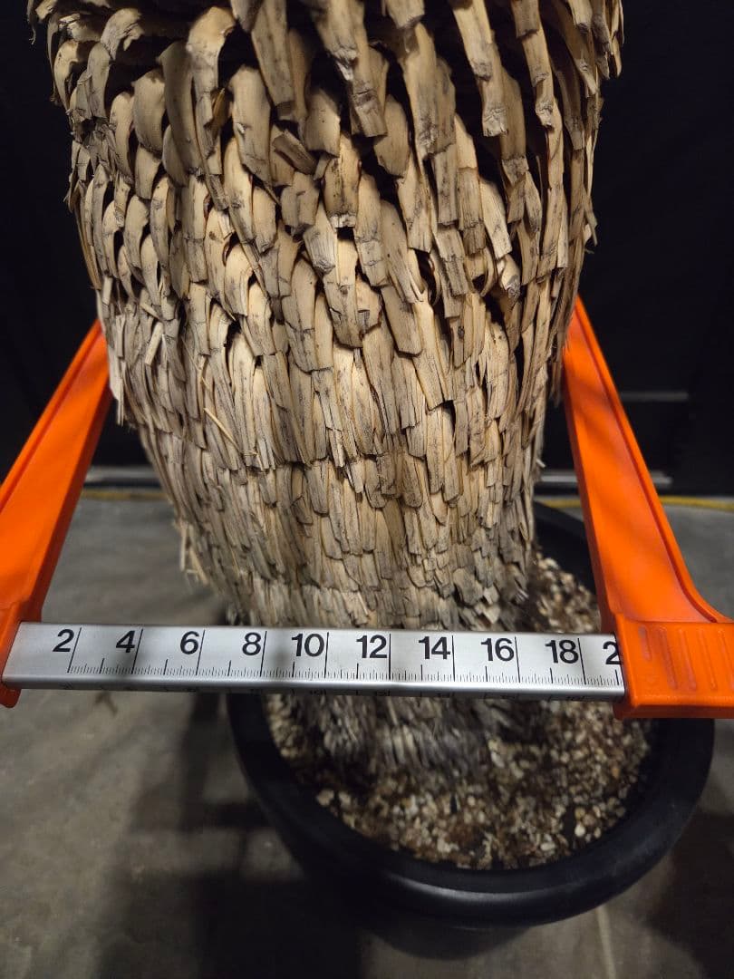 専用出品 特割 ユッカロストラータ 太株 (み)