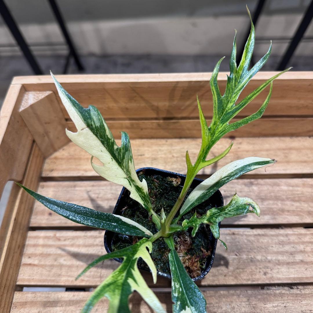 B*B様 19 フィロデンドロン　トータム　斑入り　美斑