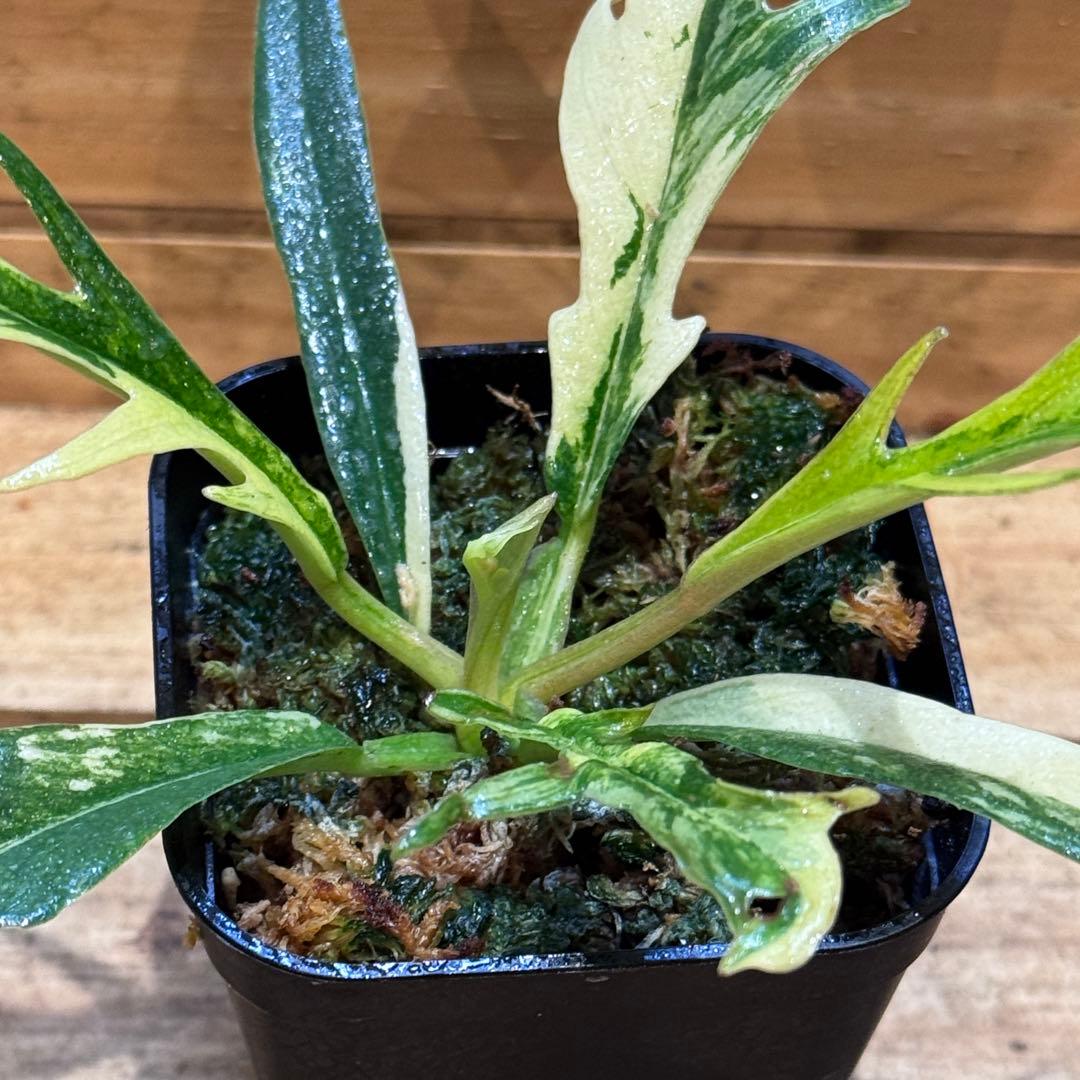 B*B様 19 フィロデンドロン　トータム　斑入り　美斑