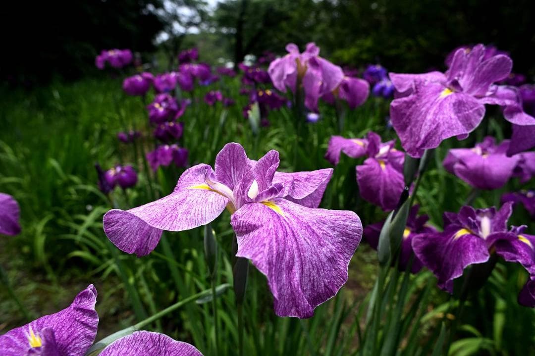 Nikon AF NIKKOR 20mm f/2.8Sレンズ （週末再値下げ）