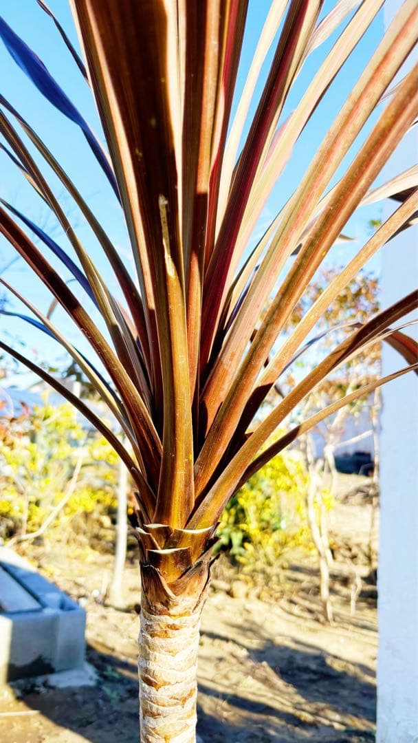 超大株！コルジリネ コーヒークラシック1.4M(鉢底から)期間限定セール☆品番A