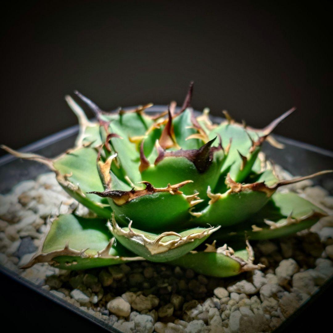 アガベ　チタノタ　Nova イラン株 reza産