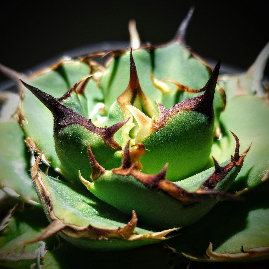 アガベ　チタノタ　Nova イラン株 reza産