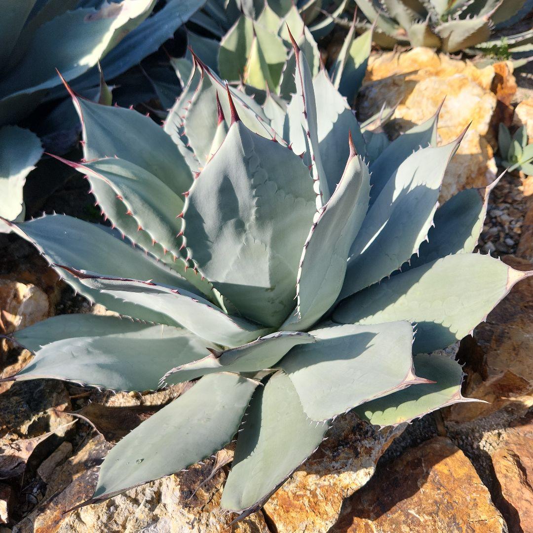 パリートランカータ　大株