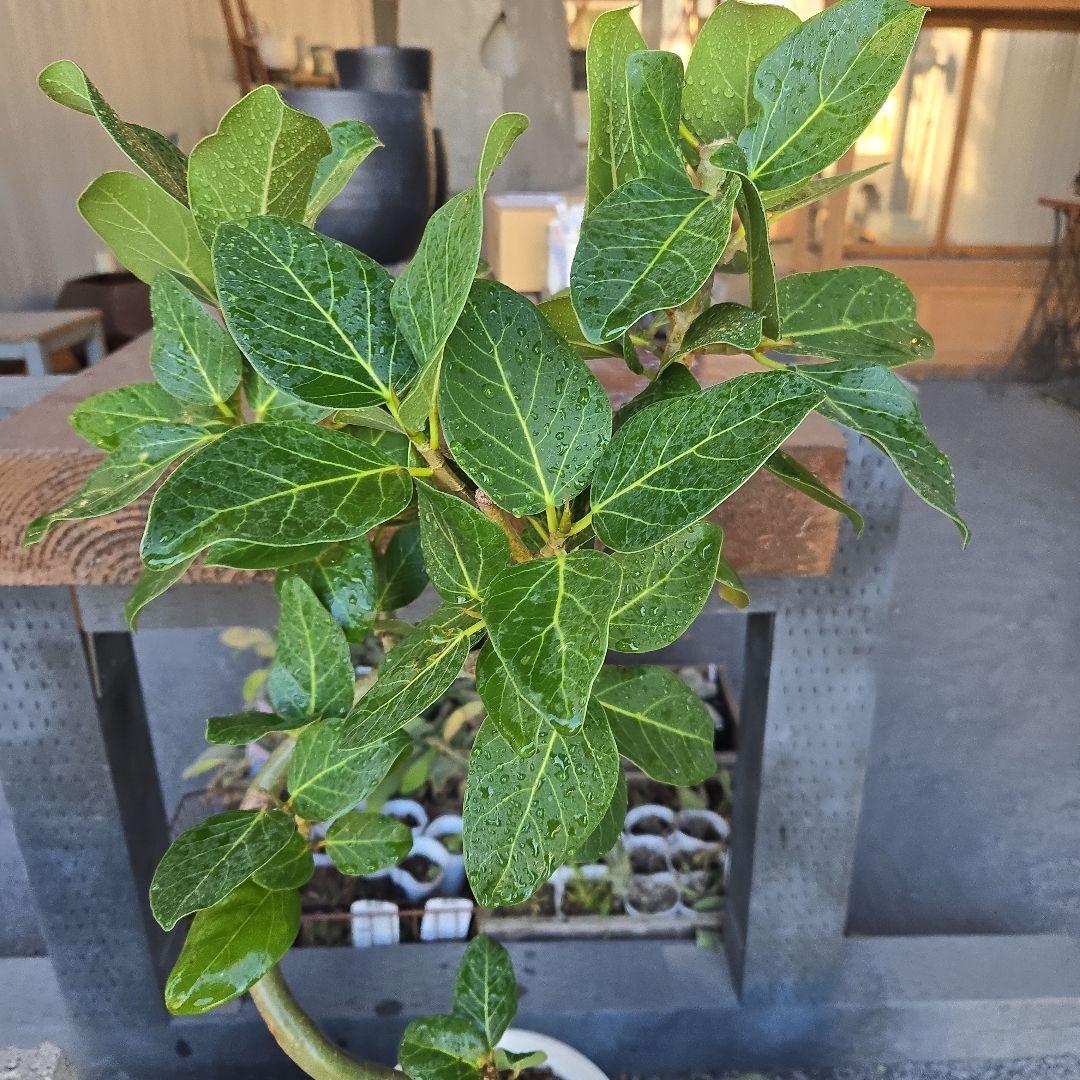 ⑩　フィカス　ベンガレンシ　曲がり仕立て7号　最高等級　おしゃれ 鉢