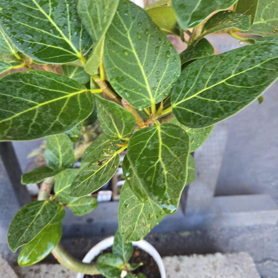 ⑩　フィカス　ベンガレンシ　曲がり仕立て7号　最高等級　おしゃれ 鉢