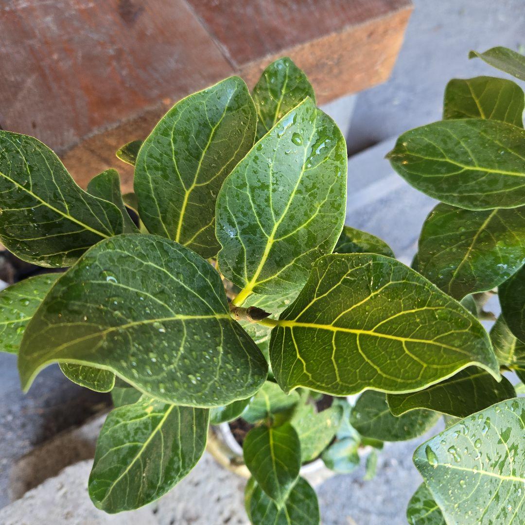 ⑩　フィカス　ベンガレンシ　曲がり仕立て7号　最高等級　おしゃれ 鉢