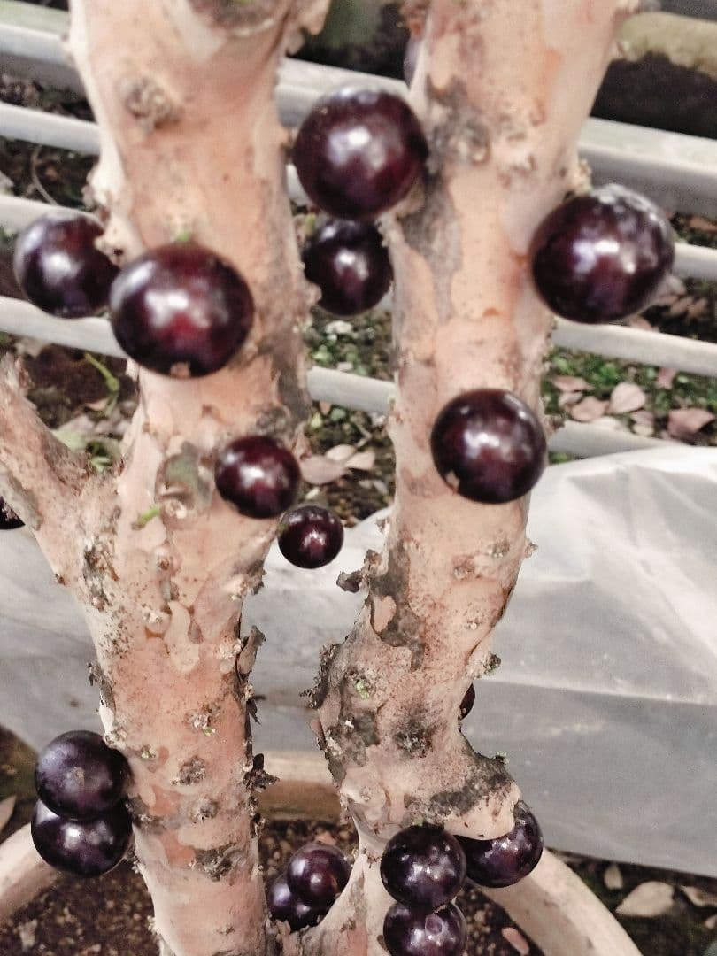 ✿年始セール ジャボチカバ 四季成り 大葉系 サバラ 実生苗10年以上経過 ⑰