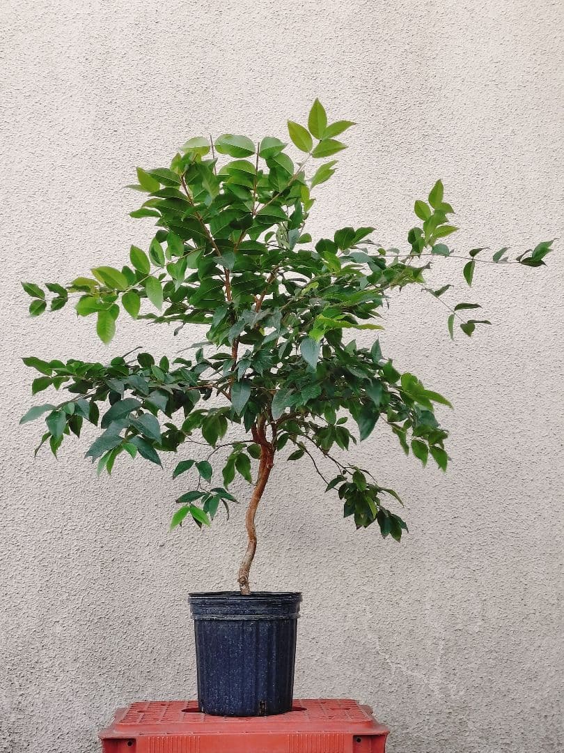 ✿年始セール ジャボチカバ 四季成り 大葉系 サバラ 実生苗10年以上経過 ⑰