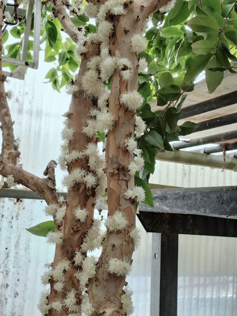 ✿年始セール ジャボチカバ 四季成り 大葉系 サバラ 実生苗10年以上経過 ⑰