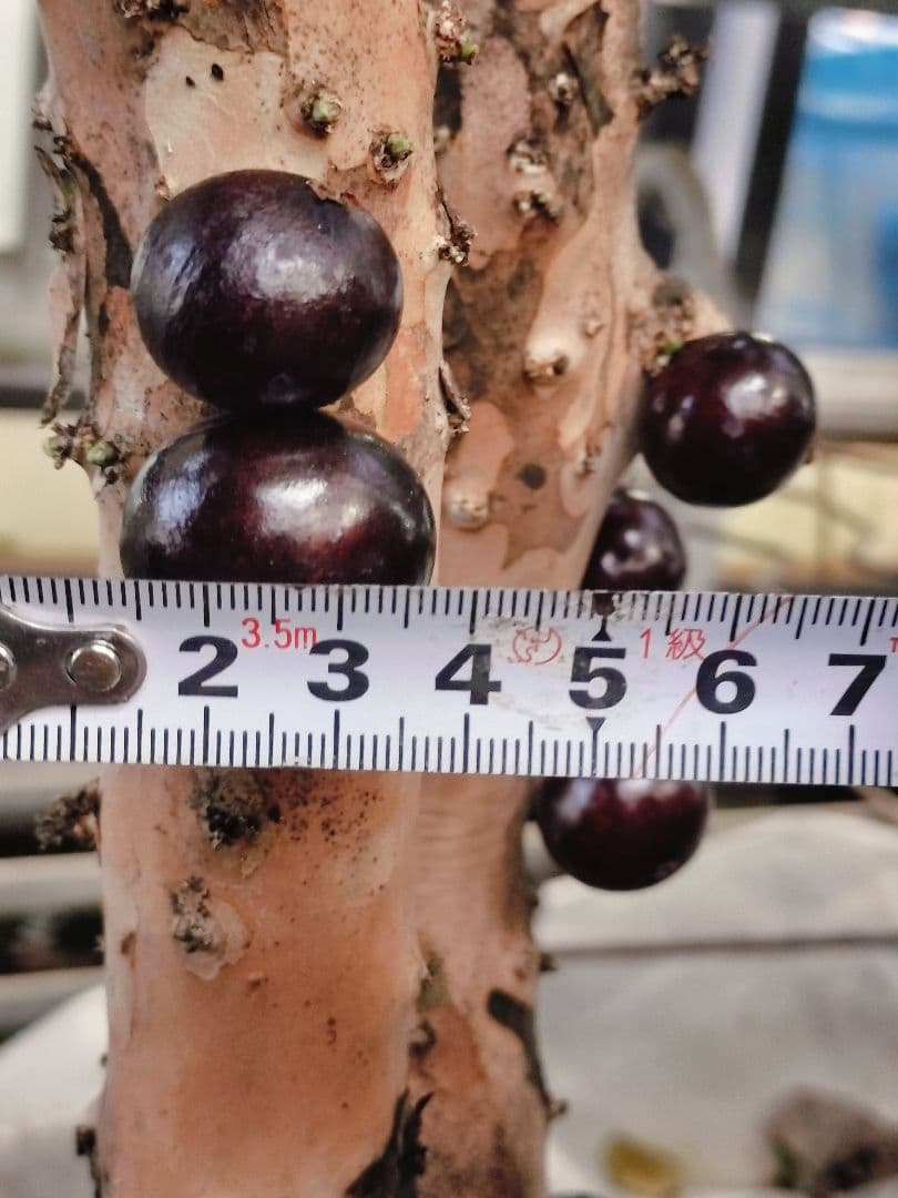 ✿年始セール ジャボチカバ 四季成り 大葉系 サバラ 実生苗10年以上経過 ⑰