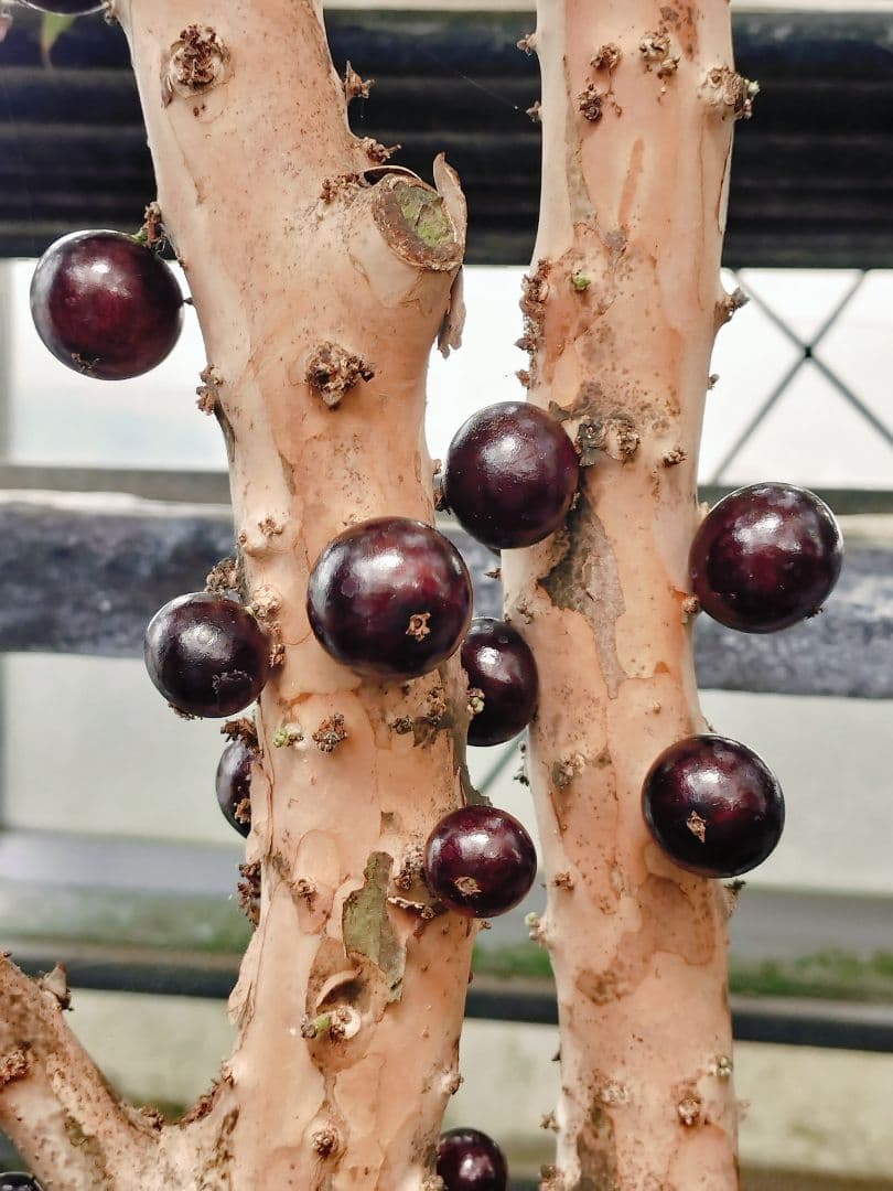 ✿年始セール ジャボチカバ 四季成り 大葉系 サバラ 実生苗10年以上経過 ⑰