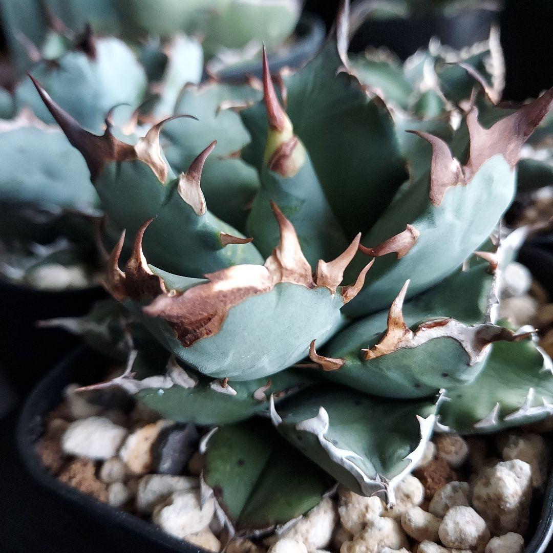 工藤様　大量おまとめ　アガベ　チタノタセット　鉢のまま発送