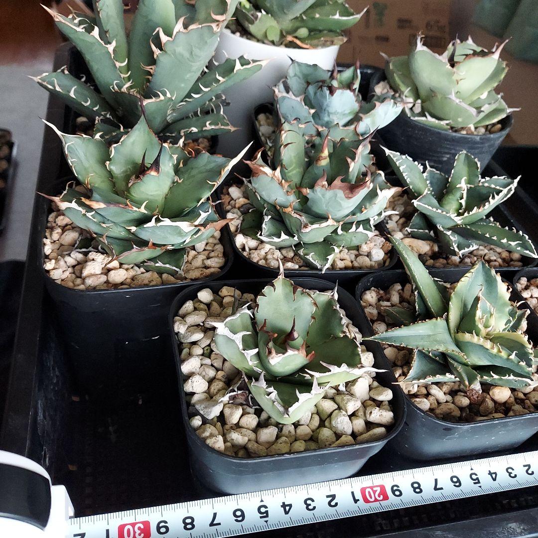 工藤様　大量おまとめ　アガベ　チタノタセット　鉢のまま発送