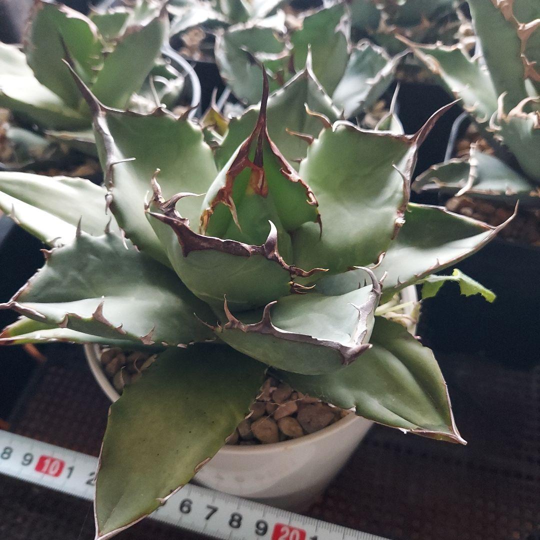 工藤様　大量おまとめ　アガベ　チタノタセット　鉢のまま発送