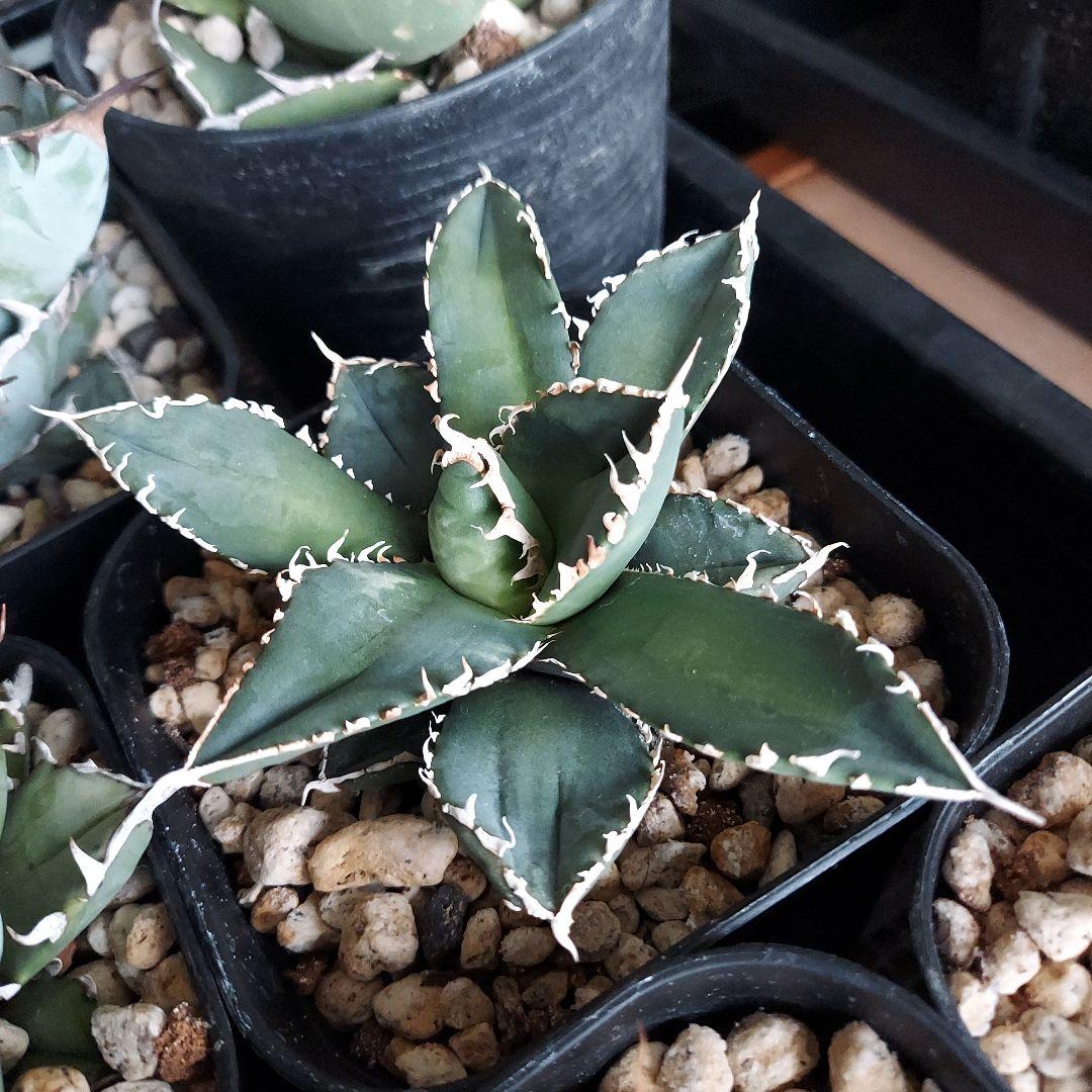 工藤様　大量おまとめ　アガベ　チタノタセット　鉢のまま発送