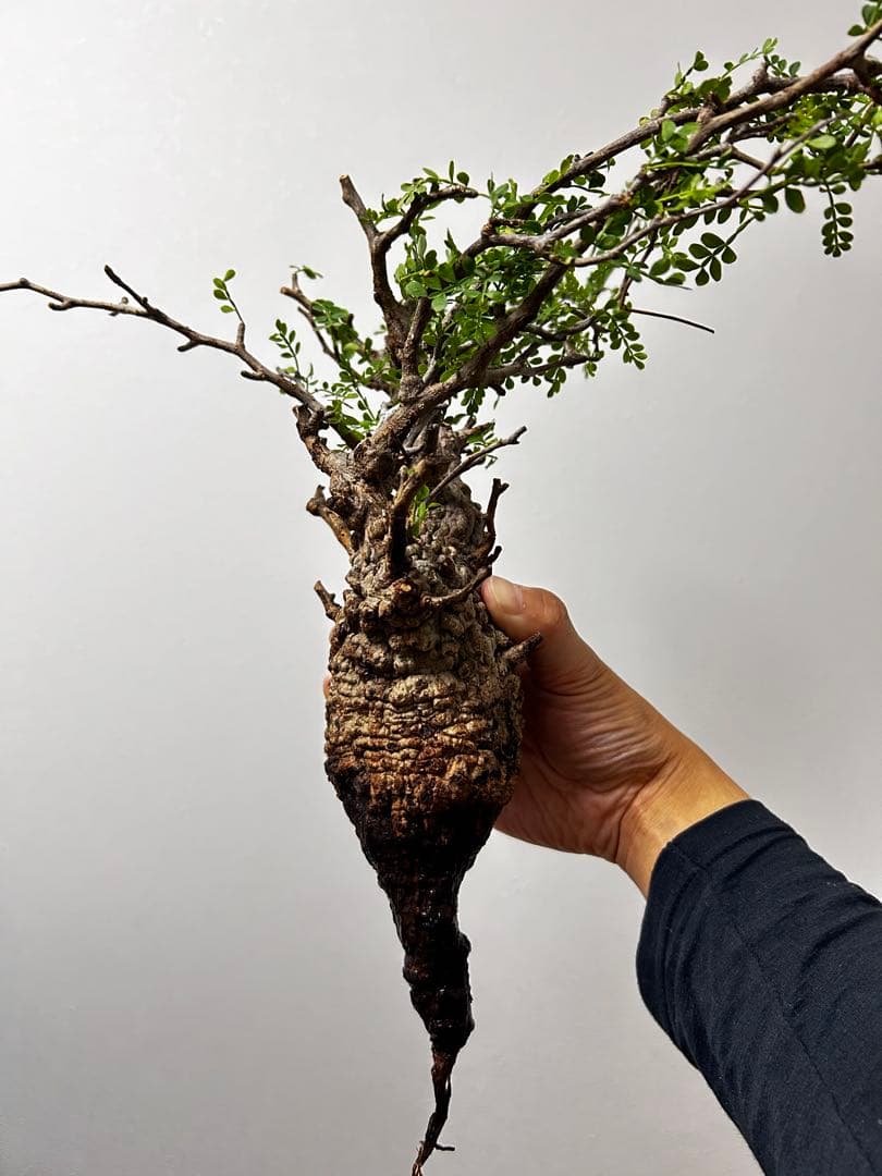 【現地発根株】オペルクリカリアパキプス