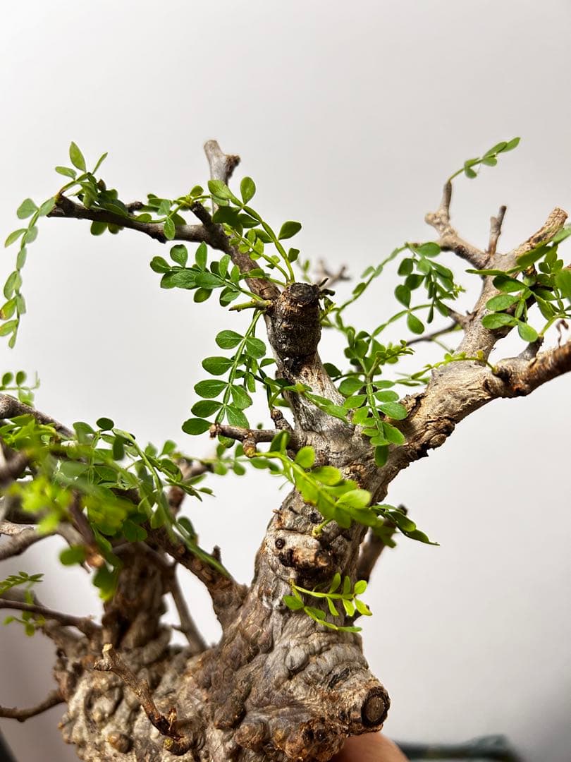 【現地発根株】オペルクリカリアパキプス