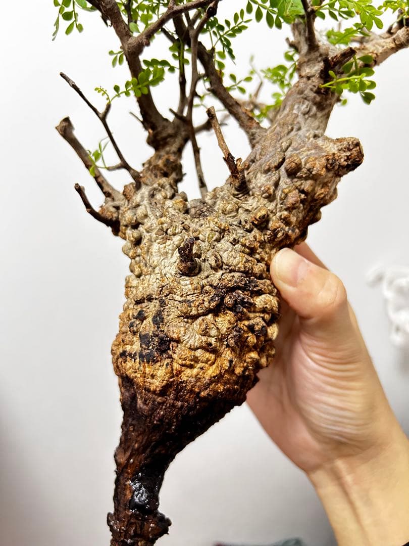 【現地発根株】オペルクリカリアパキプス