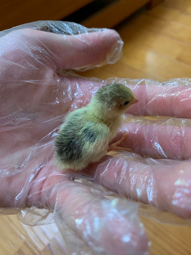 孵卵器 リトルママ 1度のみ使用 Rcom mini 孵卵機