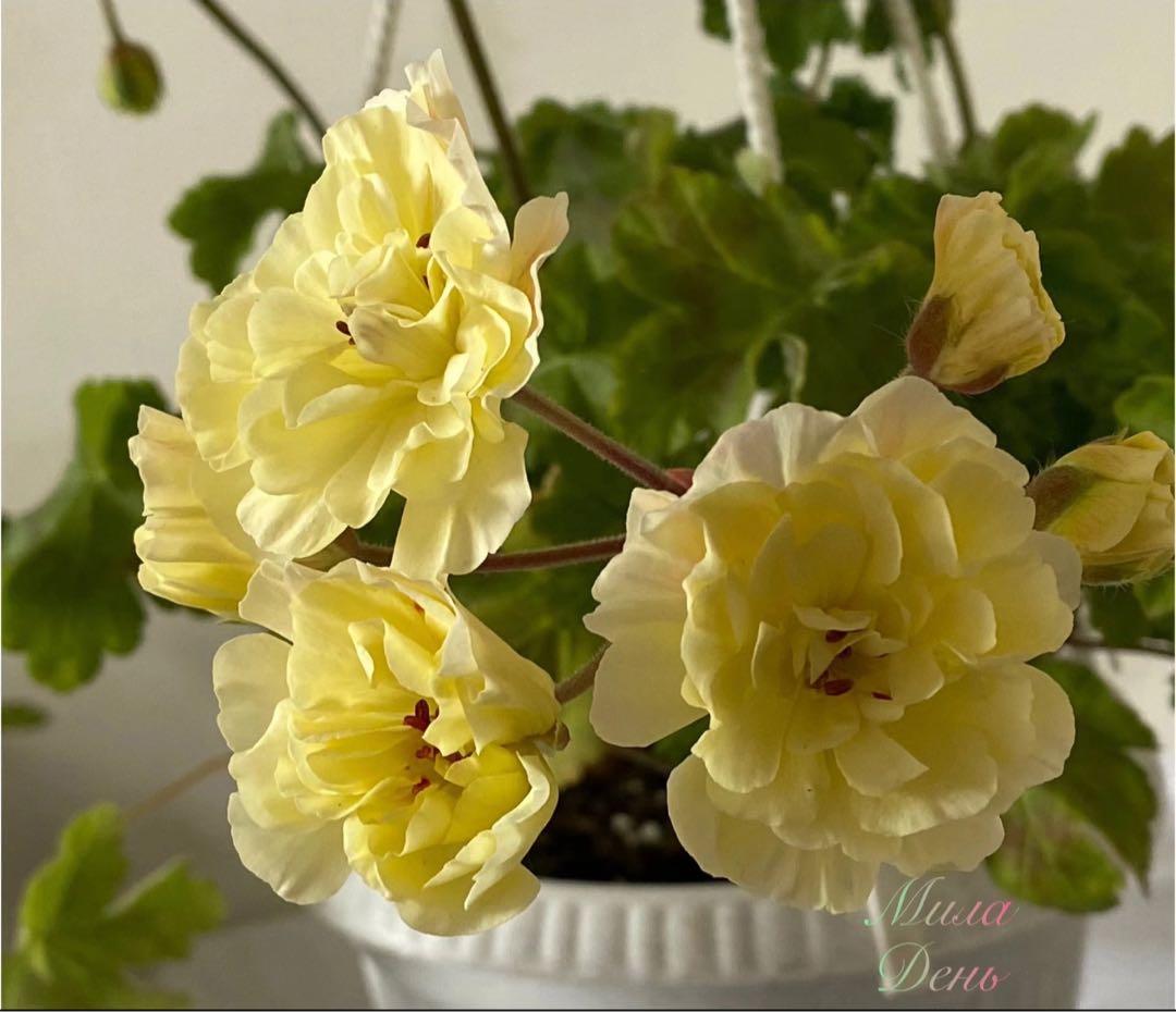 同捆超新品黄色ゼラニウム苗