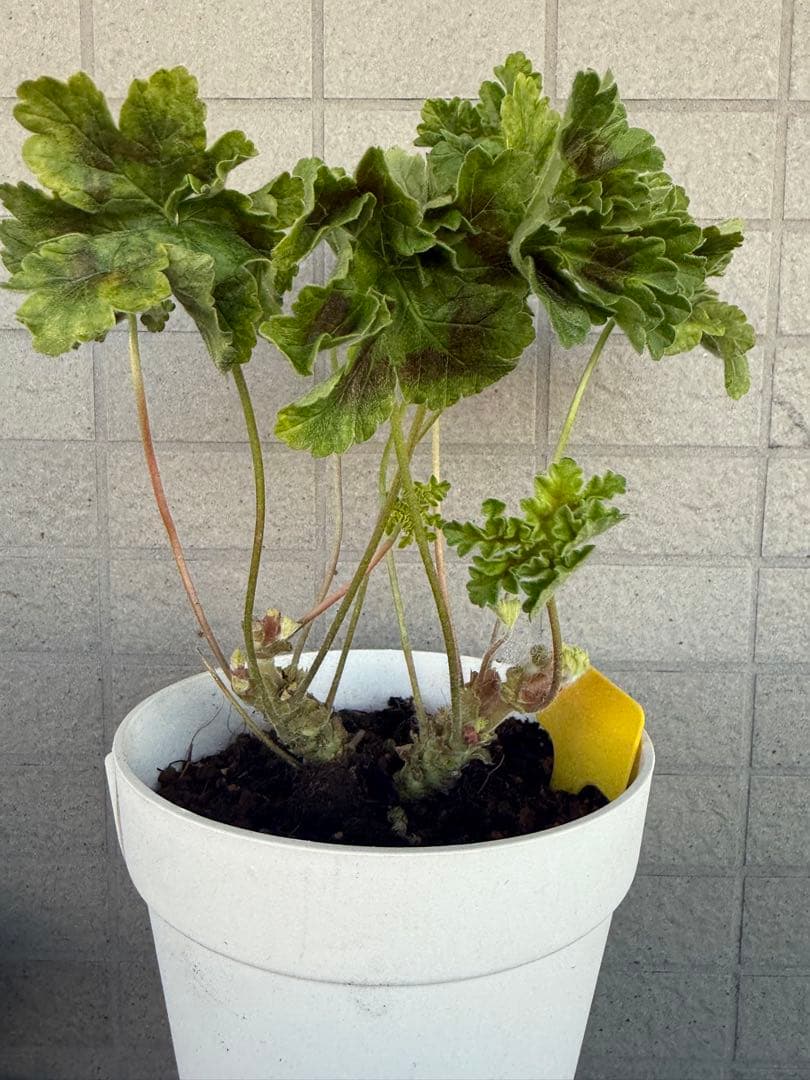 同捆超新品黄色ゼラニウム苗