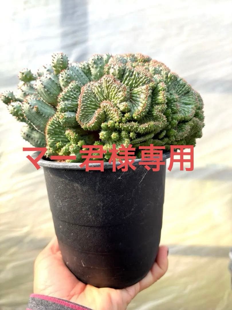 ユーフォルビア　オベサブロウ 綴化(石化)