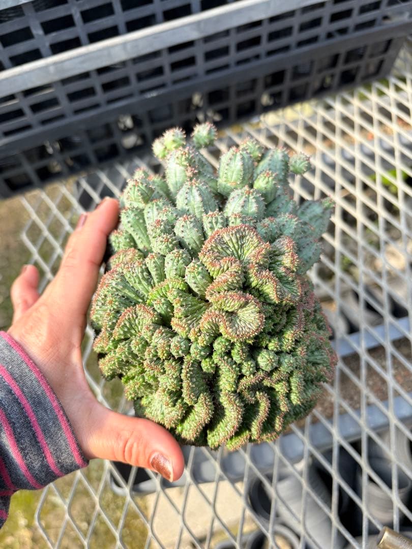 ユーフォルビア　オベサブロウ 綴化(石化)